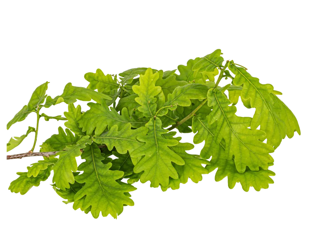 Oak Leaves