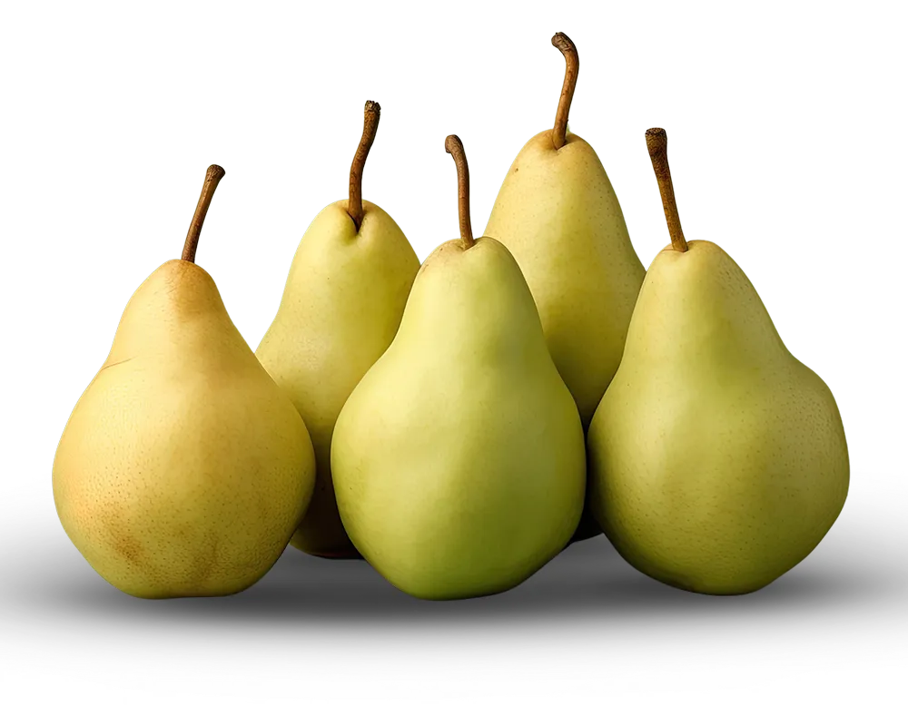 PEAR PILE 1000-800