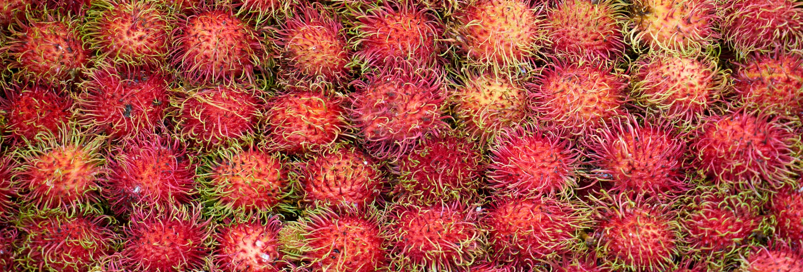 RAMBUTAN 3840-1300